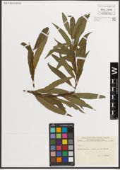 Foto von Salix L.